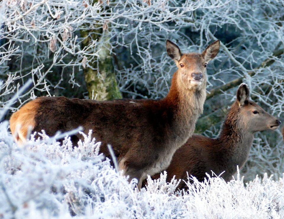 Wild wildlife forest