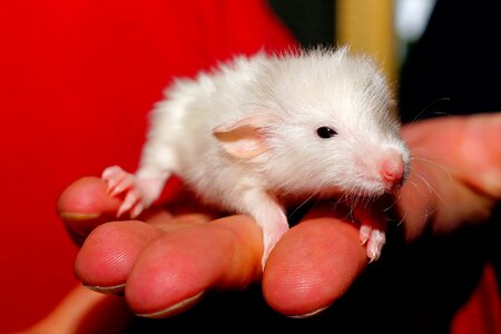 Color rat cute young animal photo