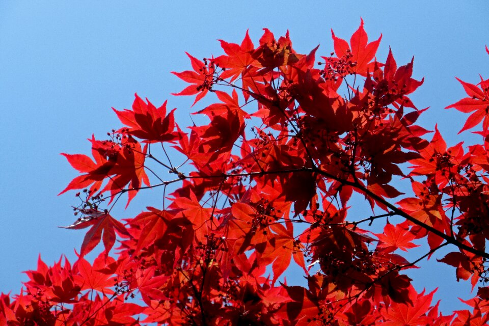 Nature leaves spring