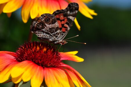 Flora butterflies spring