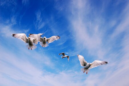 Bird seagull sky photo