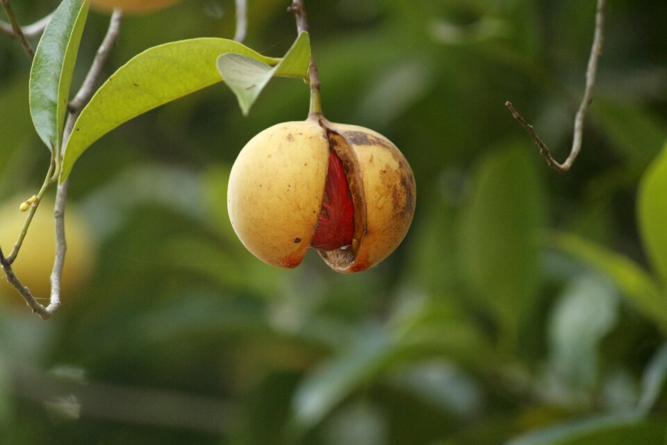 Fruit green healthy