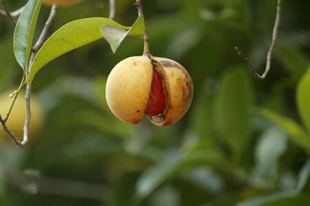 Fruit green healthy