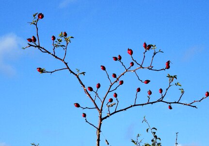 Rose hips rosa canina berries of rose hips photo