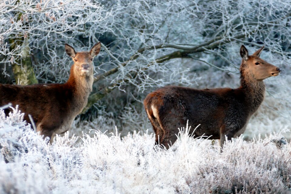 Wild wildlife forest