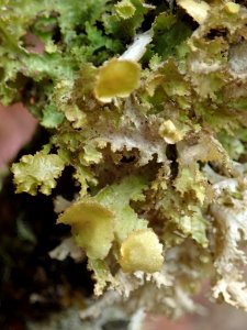 Tuckermanopsis orbata 106345958