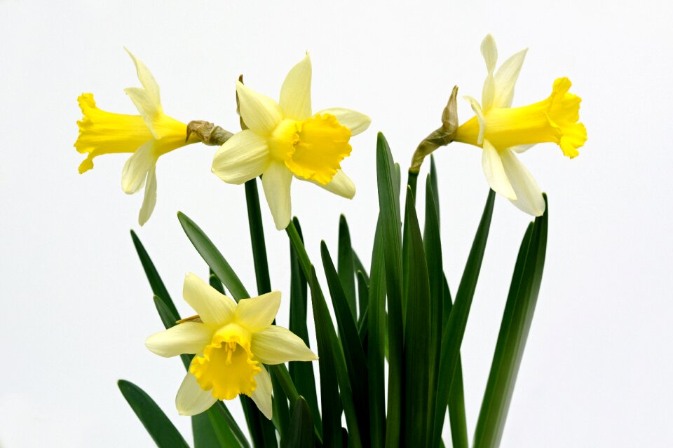 Spring daffodil narcissus pseudonarcissus photo