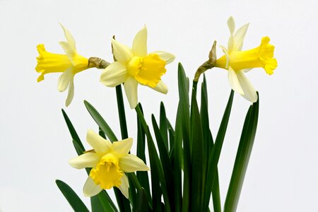 Spring daffodil narcissus pseudonarcissus