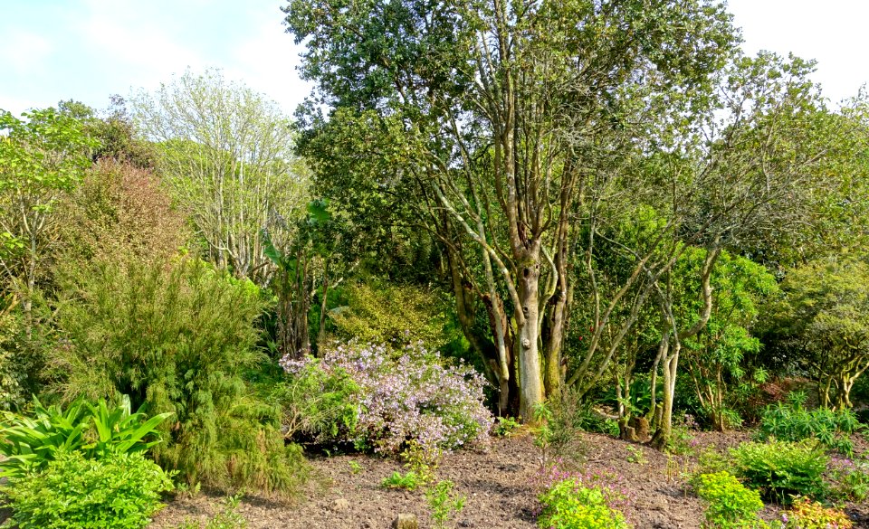 Trengwainton Garden - Cornwall, England - DSC02636