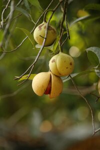 Fruit green healthy