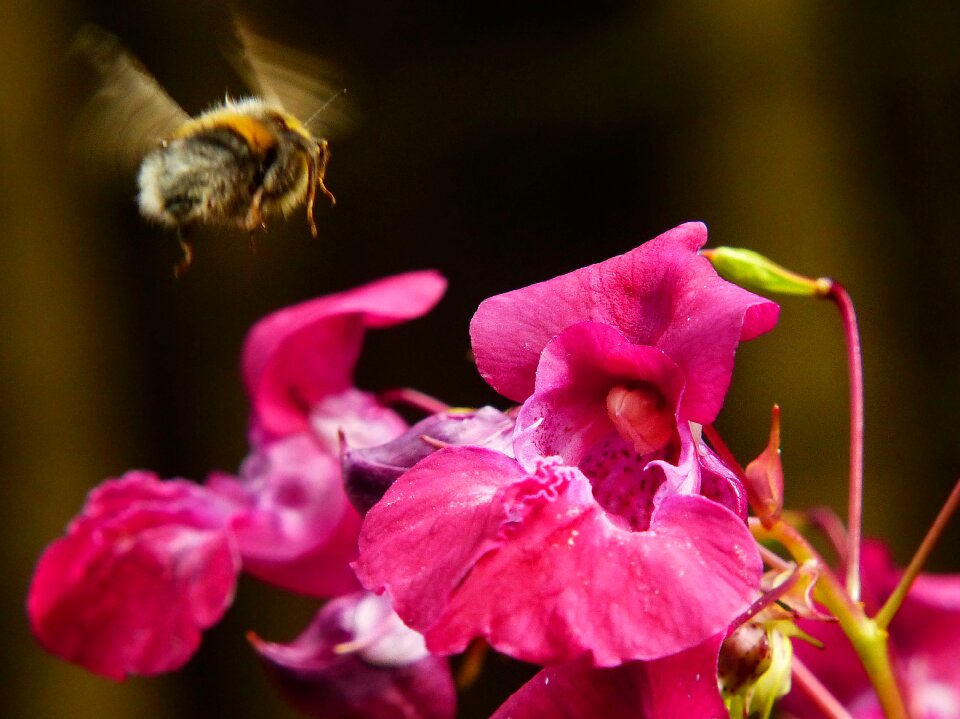 Motion blur annual wild flower