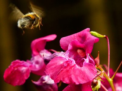 Motion blur annual wild flower