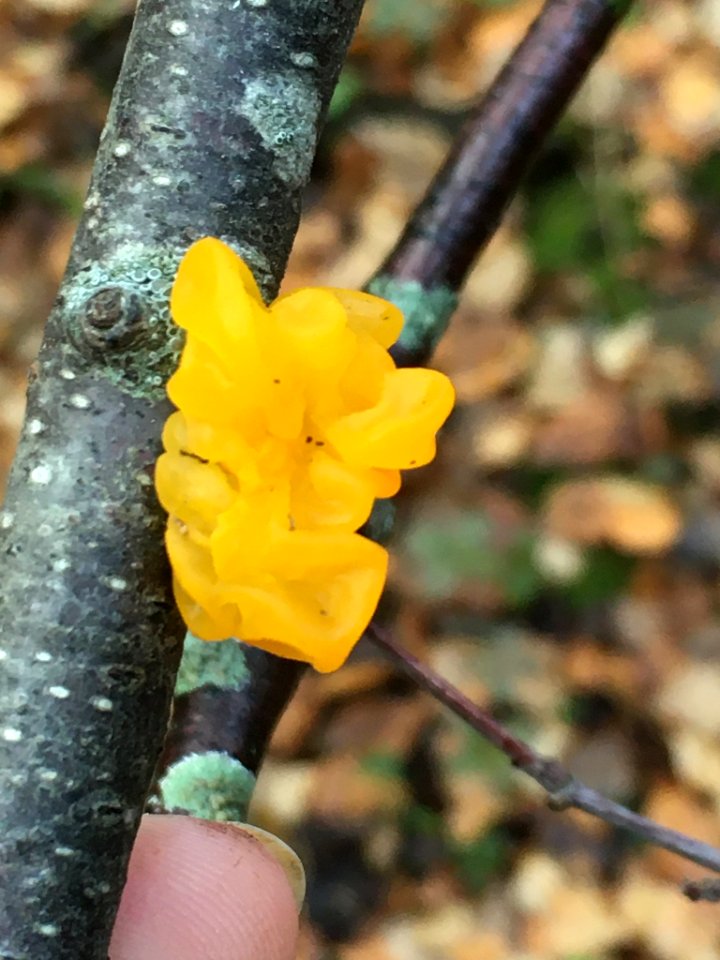 Tremella mesenterica 100470278
