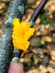 Tremella mesenterica 100470278 photo