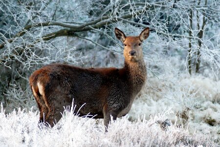 Wild wildlife forest photo