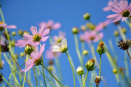 Cosmea dacha plant