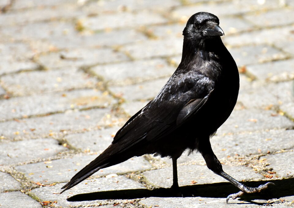 Crow animal nature photo