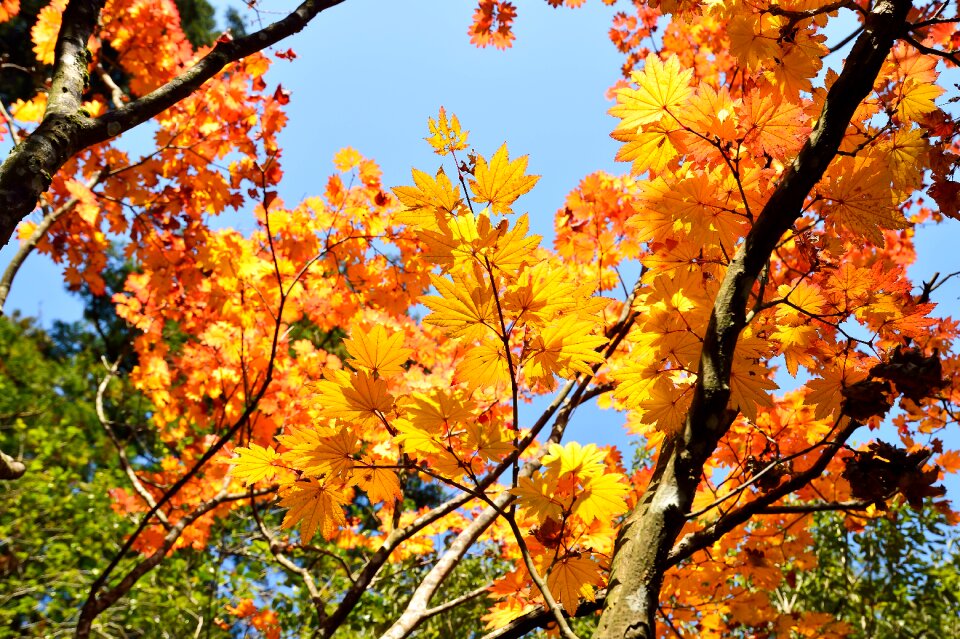 Fall of japan landscape leaf