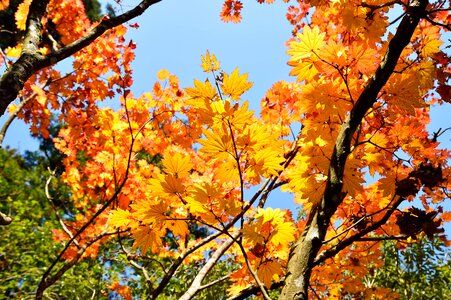 Fall of japan landscape leaf photo