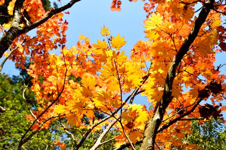 Fall of japan landscape leaf