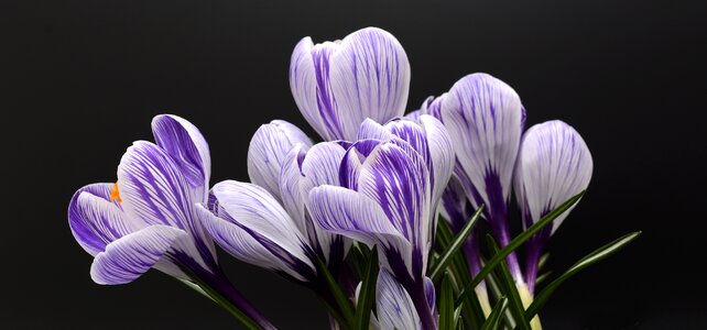 Nature spring flower blossom