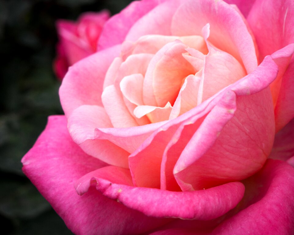 Red rose garden nature