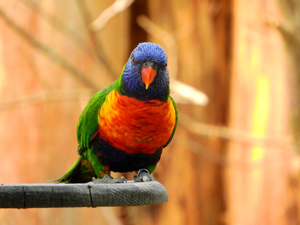 Parrot colored on the perch