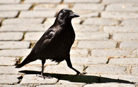 Crow animal nature photo