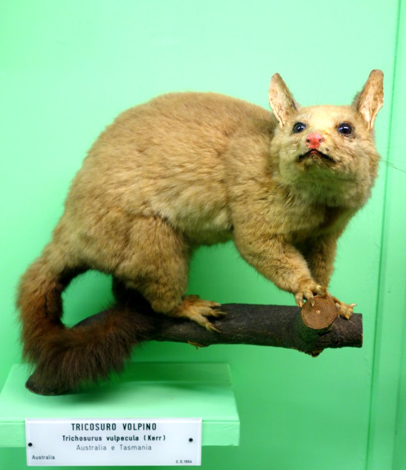 Trichosurus vulpecula - Museo Civico di Storia Naturale Giacomo Doria - Genoa, Italy - DSC03030
