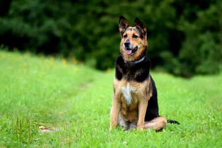 Summer doggy happy photo