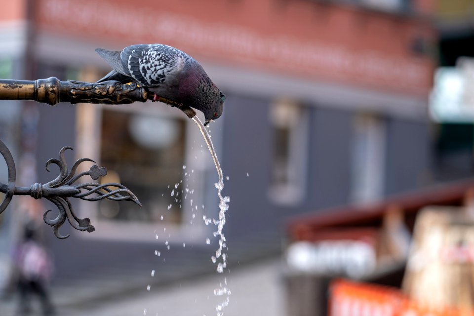 Trinkende Taube am Neptunbrunnen in Tübingen 2019