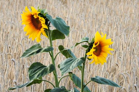 Cornfield summer landscape