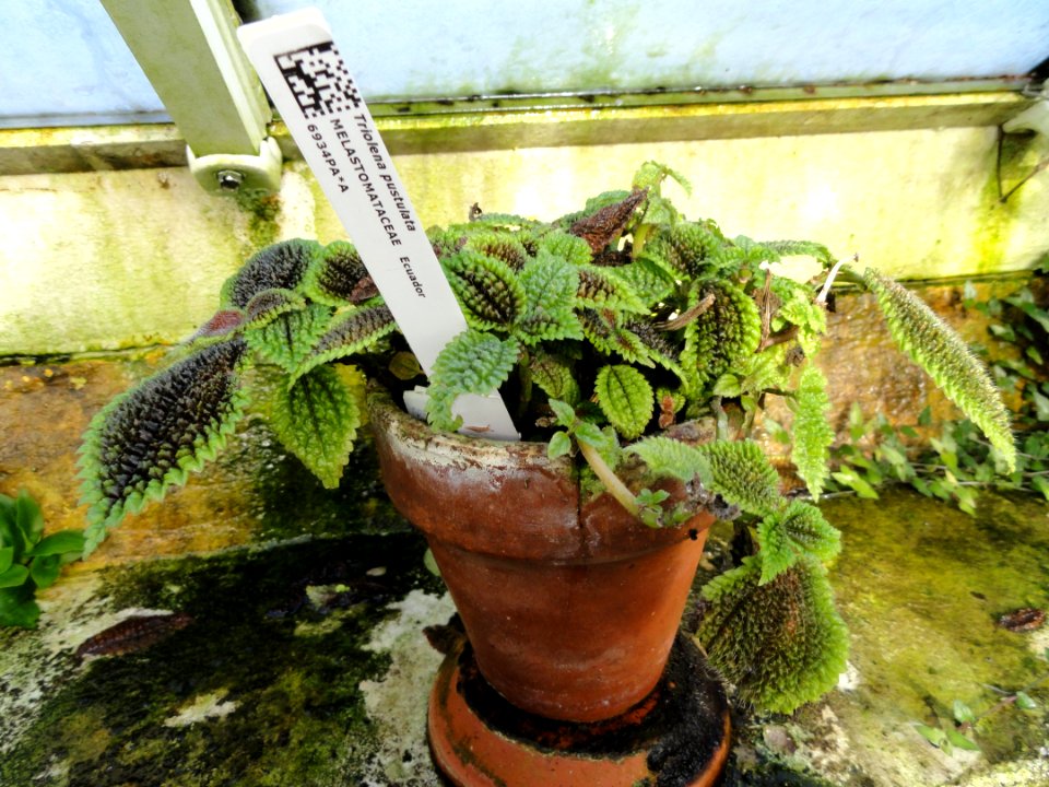 Triolena pustulata - Lyman Plant House, Smith College - DSC04218