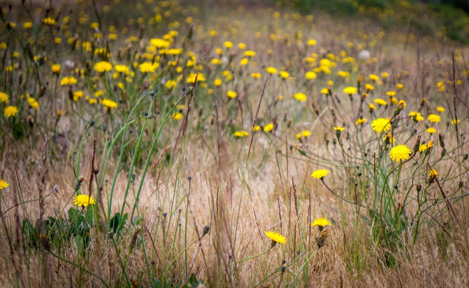 Grass nature plant