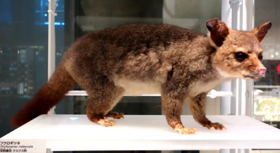 Trichosurus vulpecula - National Museum of Nature and Science, Tokyo - DSC07528
