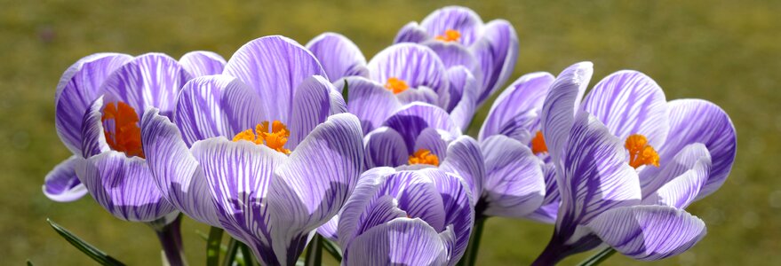 Nature spring flower blossom
