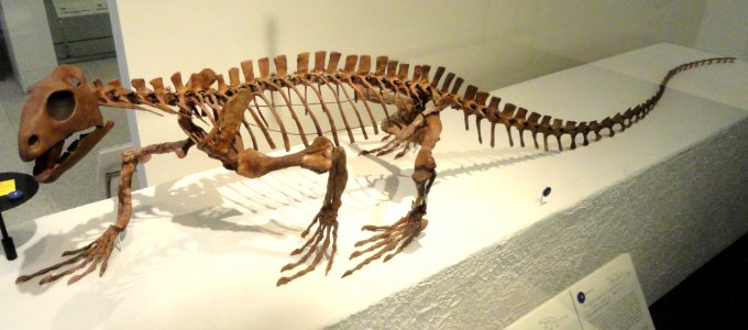 Trilophosaurus buettneri - AMNH - DSC06265