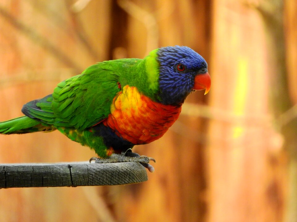 Parrot colored on the perch