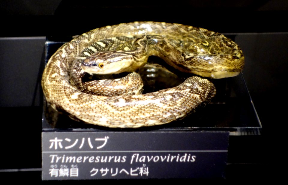 Trimeresurus flavoviridis - National Museum of Nature and Science, Tokyo - DSC06803