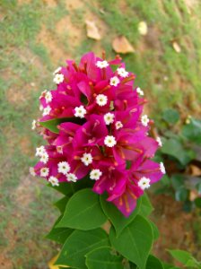 Trinitaria (Bougainvillea)