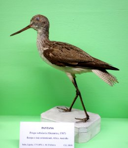 Tringa nebularia - Museo Civico di Storia Naturale Giacomo Doria - Genoa, Italy - DSC03106