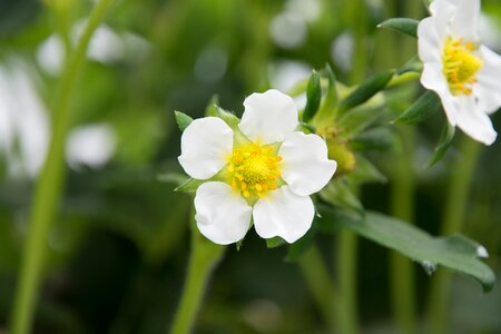 White strawberry nature