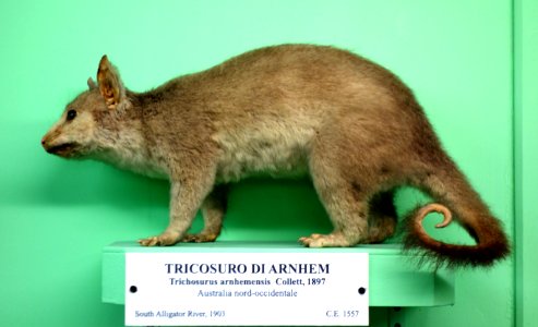 Trichosurus arnhemensis - Museo Civico di Storia Naturale Giacomo Doria - Genoa, Italy - DSC03016