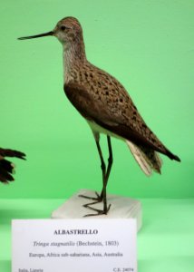 Tringa stagnatilis - Museo Civico di Storia Naturale Giacomo Doria - Genoa, Italy - DSC03114