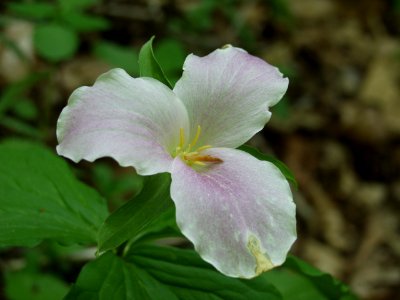 Trillium grandiflorum (pink), 2015-05-09, Trillium Trail, 01