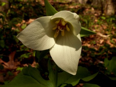 Trillium erectum, 2015-04-29, Bird Park, Mount Lebanon, Pennsylvania, 02