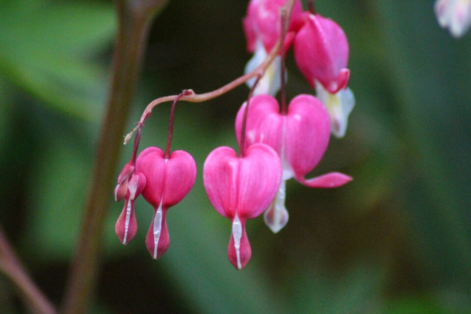 Bleeding heart nature plant