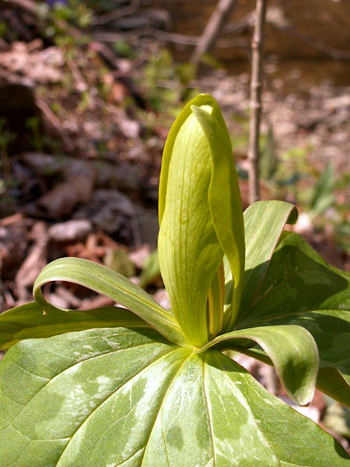 Trillium sessile, 2021-04-20, Seldom Seen, 05