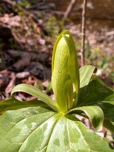 Trillium sessile, 2021-04-20, Seldom Seen, 05