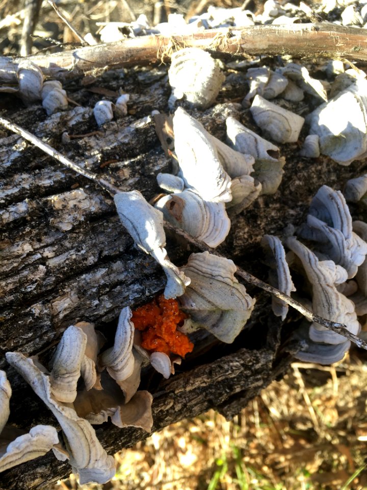 Tremella mesenterica 106354798 photo